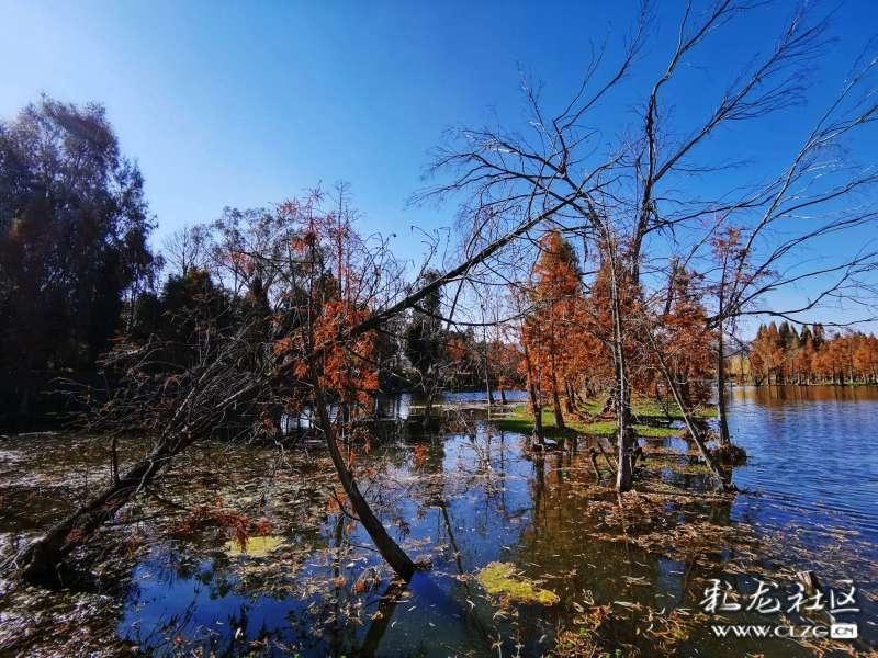 探索知识星球平台,发现7猫小说在线阅读的无限可能